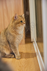 英短宠物猫看着窗外图片