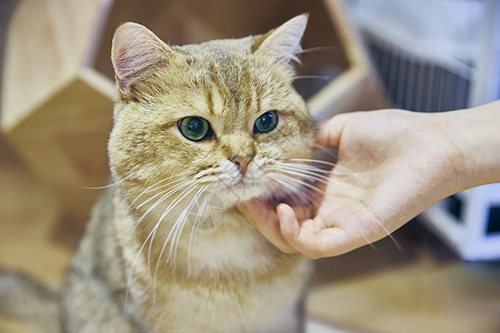 酷暑表情包英短金渐层宠物猫背景