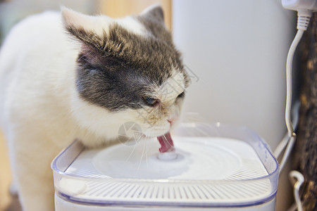 哇哦动物表情包猫咪喝水特写背景