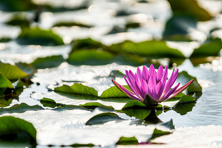 中国立夏莲花背景