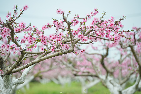 粉色桃花树林果园桃树林背景