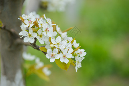 果园里的梨树开花高清图片