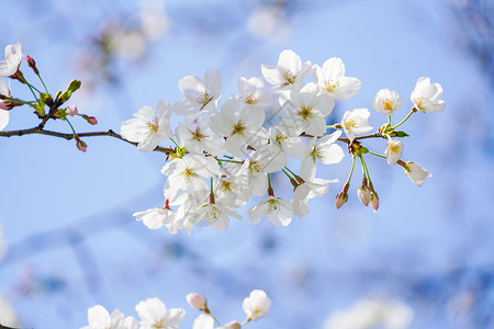 上海静安公园樱花图片