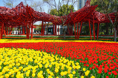 郁金香花蕊上海静安公园郁金香花海背景