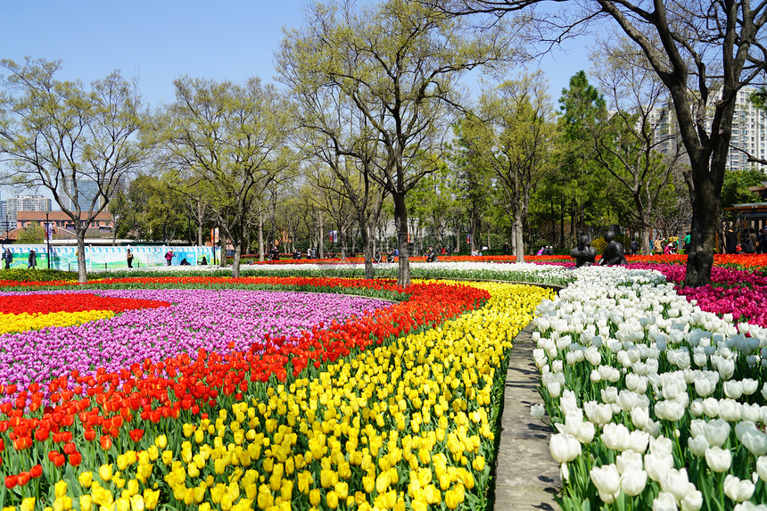 上海静安公园郁金香花海图片