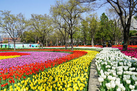 上海静安公园郁金香花海背景图片