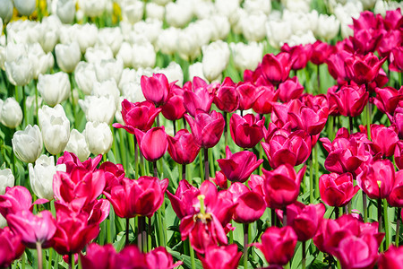 郁金香花蕊上海静安公园郁金香花海背景