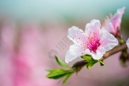 粉红色桃子桃花特写背景