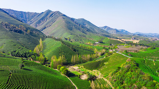 龙进溪安吉县溪龙乡白茶茶山背景