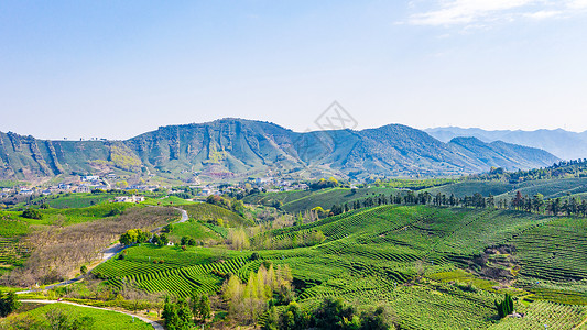 龙进溪安吉县溪龙乡白茶茶山背景