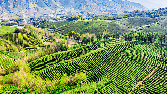 安吉县溪龙乡白茶茶山背景图片