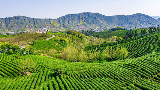 浙江农业安吉县溪龙乡白茶茶山背景