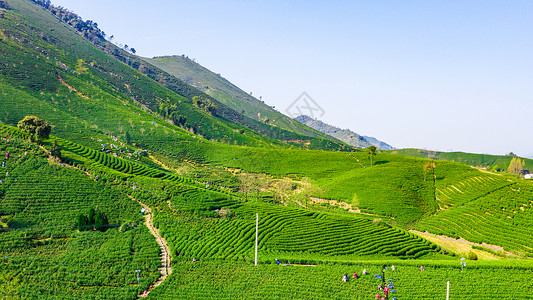 安吉县溪龙乡白茶茶山背景