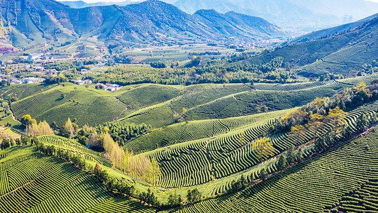 安吉县溪龙乡白茶茶山背景