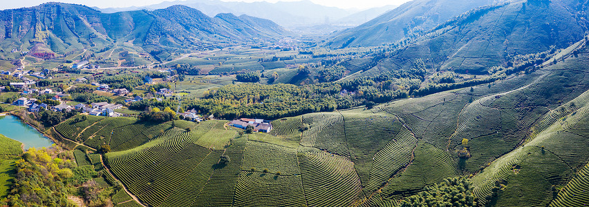 浙江农业安吉县溪龙乡白茶茶山背景