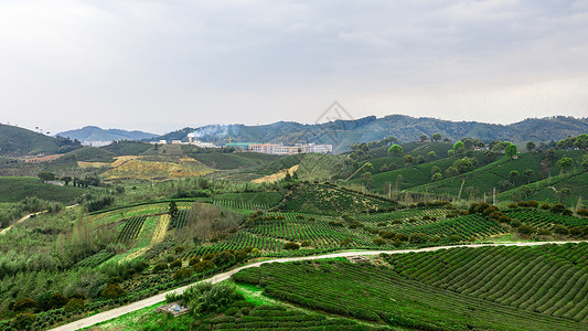 风线安吉县塘皈线白茶茶山背景