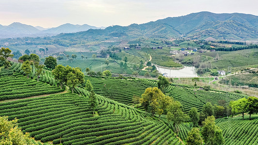 安吉县塘皈线白茶茶山背景图片