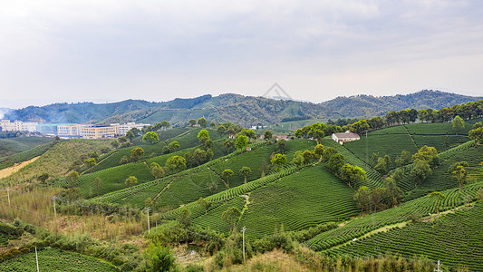 线环境安吉县塘皈线白茶茶山背景