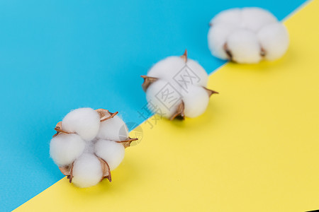 新疆棉花背景图片