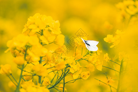 春天油菜花与蝴蝶图片