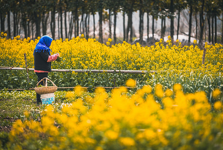 春天油菜花里劳动的村民背景图片