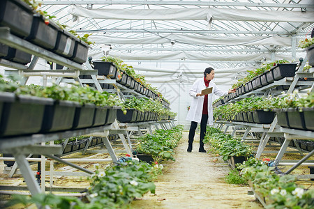 农业种植专家记录草莓生长的农业科研人员背景