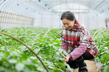 农民蔬菜大棚采摘蔬菜高清图片