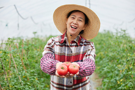 农作物产地蔬菜大棚手捧番茄的农民大婶背景