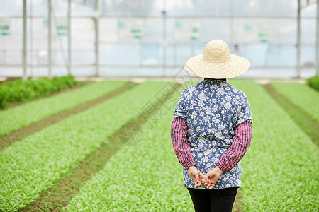 绿意盎然的有机蔬菜田农民大婶温室大棚检查蔬菜背影背景