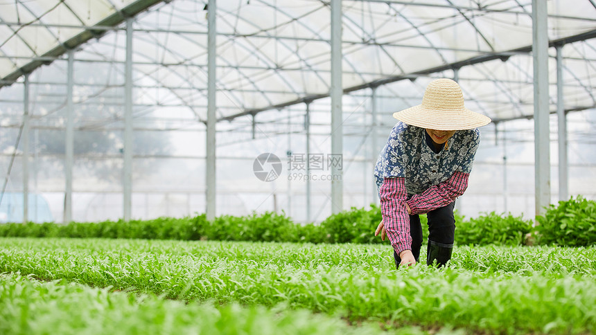 茼蒿大棚除草的农民图片