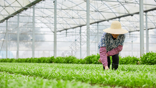 农民除草元素茼蒿大棚除草的农民背景