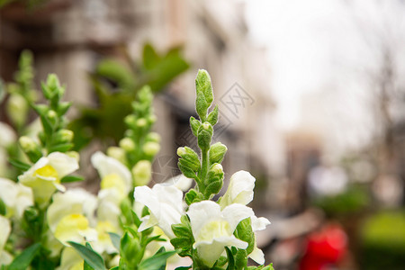 春雨绵绵后的绿植背景