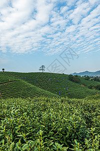 安吉茶园背景图片