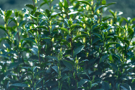 安吉白茶茶芽背景图片