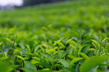 茶园植物补丁人高清图片