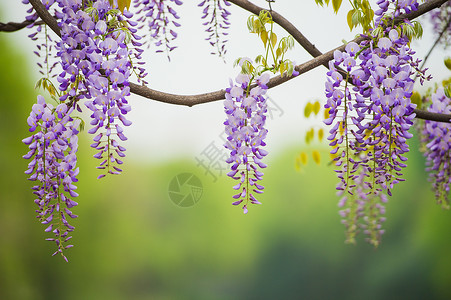 一簇紫藤花春日里的紫藤花背景