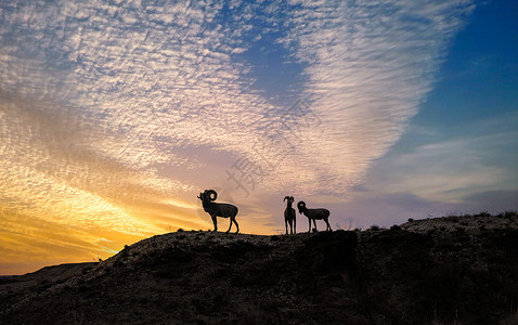 羊群蒙古包呼伦贝尔大草原背景