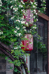 黄木香花木香花背景