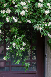 黄木香花木香花背景