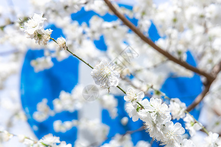 初夏春天盛开的雪白的梨花背景图片