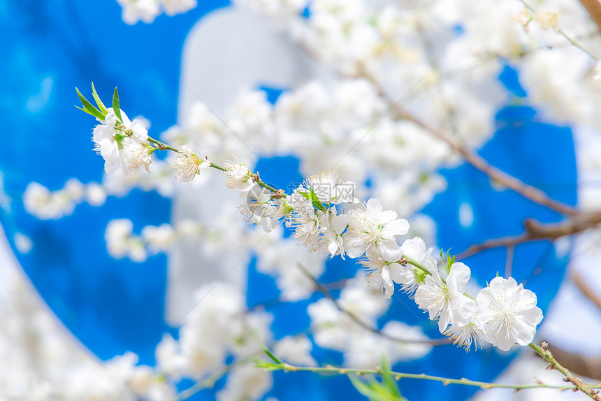 初夏春天盛开的雪白的梨花图片
