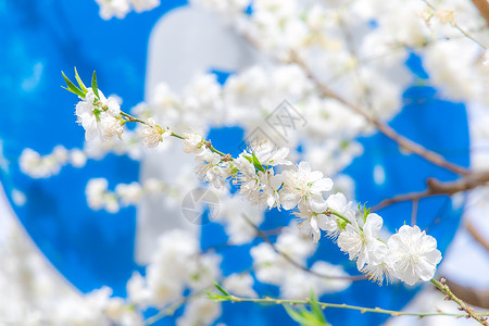 初夏春天盛开的雪白的梨花高清图片