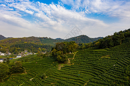 产区航拍杭州西湖龙井村茶园背景