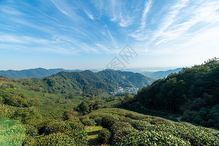 杭州西湖龙井村茶园背景图片