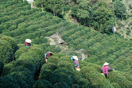 茶园采茶的工人图片