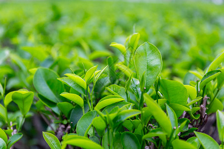 茶园采茶背景图片