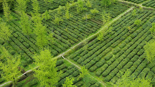 苏州旺山碧螺春茶园背景图片