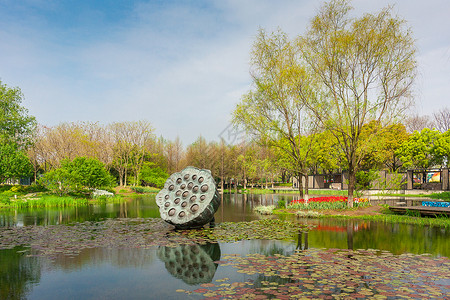 荷花柳树南京玄武湖公园背景