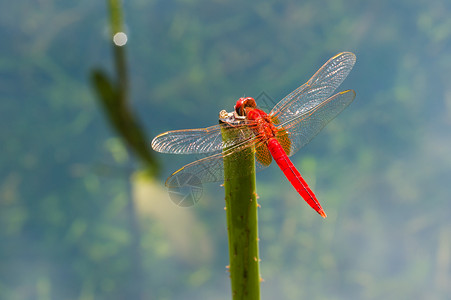 花草湖面荷花池中的红蜻蜓背景