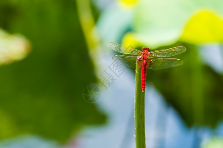 荷花池中的红蜻蜓背景
